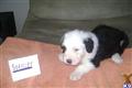 old english sheepdog puppy posted by PINK TENNIS BALLS
